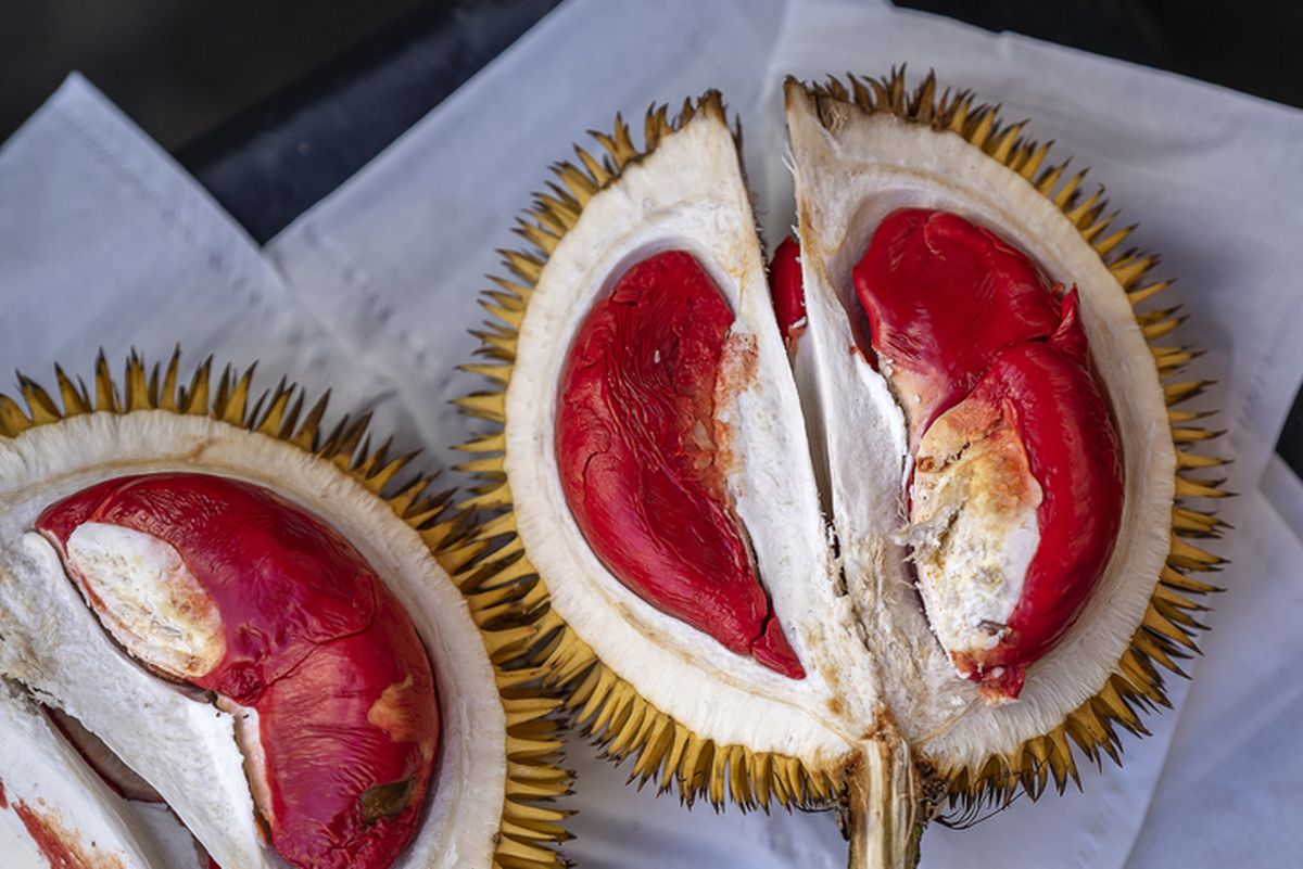 Durian Merah (Red Prawn)