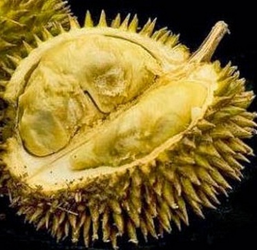 Durian Kumbokarno