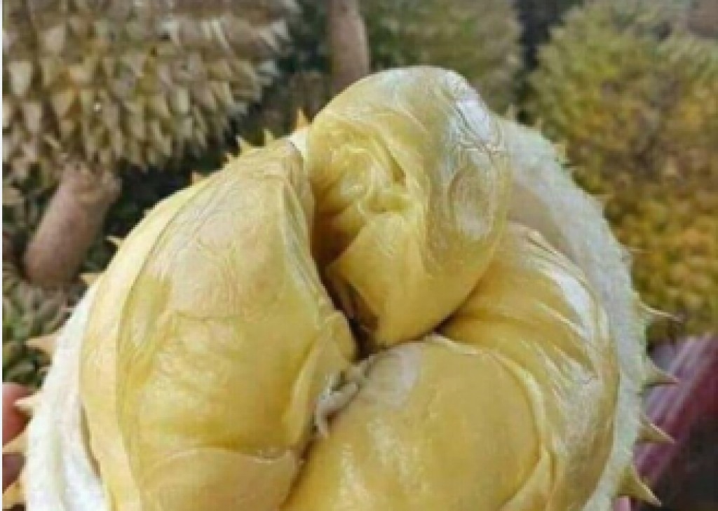 Durian Sidikalang