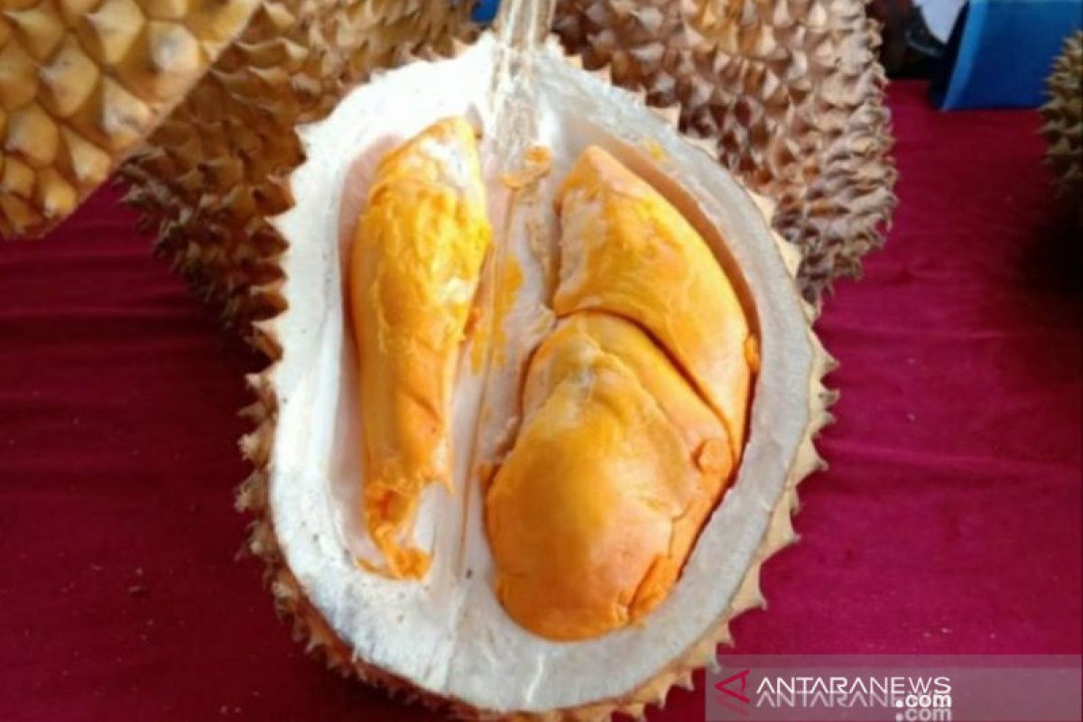 Durian Tembaga